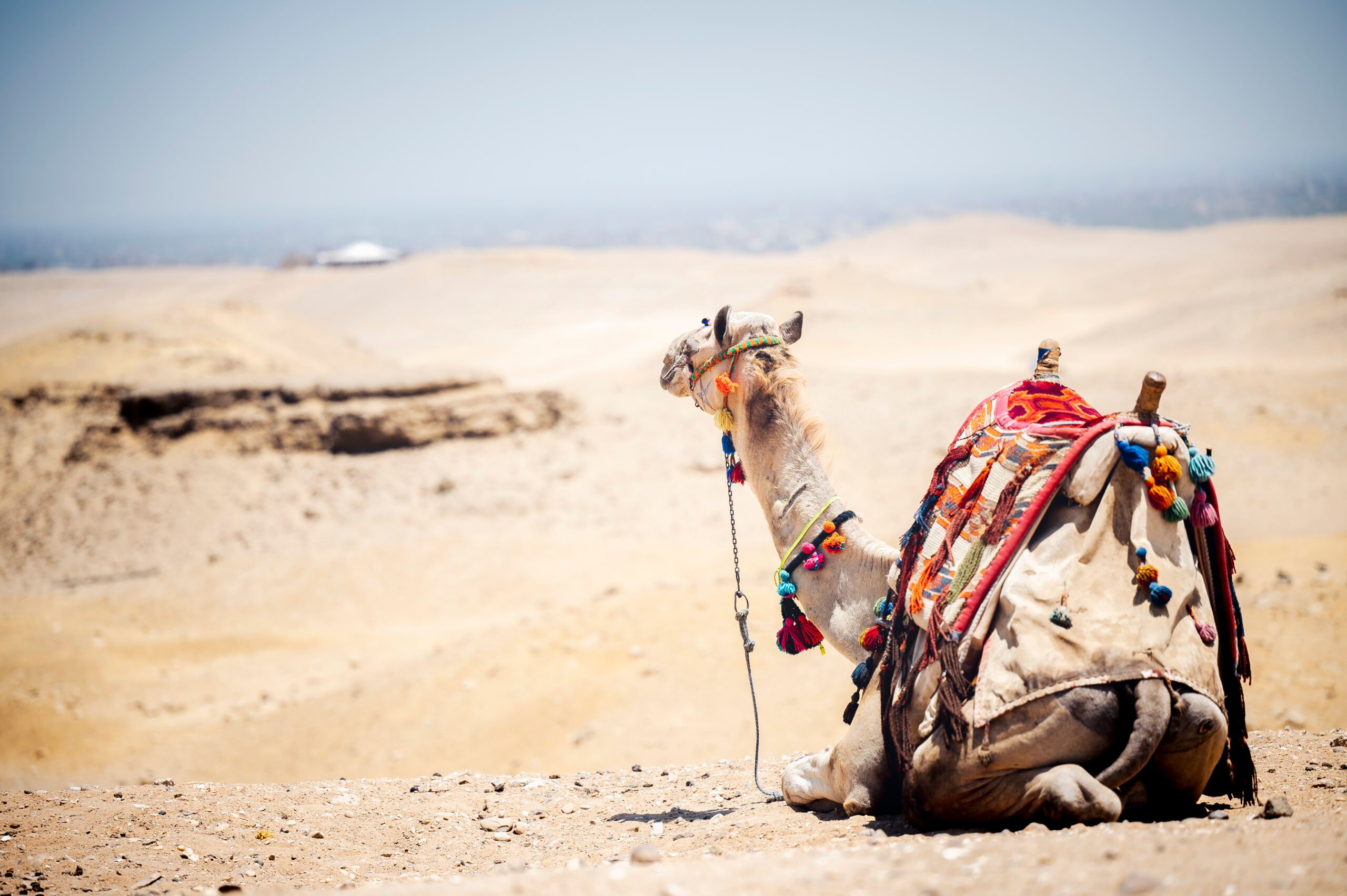 Closeup of a colorfully saddled camel in a sandy desert